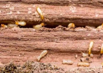 Como acabar com cupim no piso de madeira?