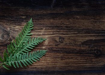 Como escolher a cor do piso de madeira certo para sua casa?